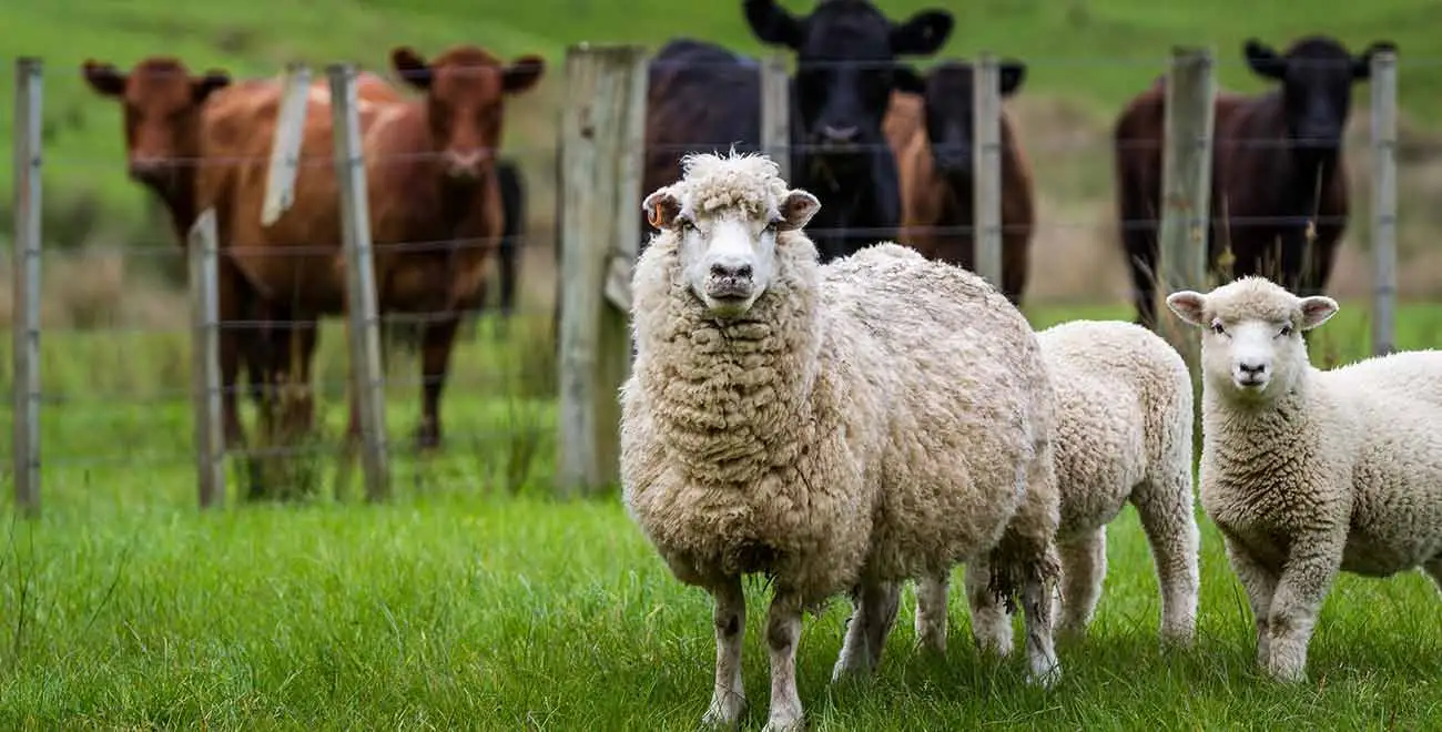 Livestock in New Zealand