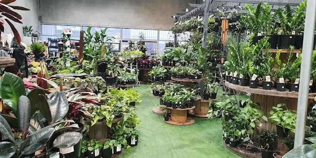Inside the greenhouse of Alpha Creations, where different indoor plants are growing and thriving