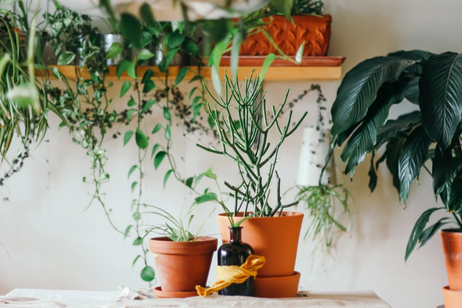 The best places to buy houseplants in Wellington