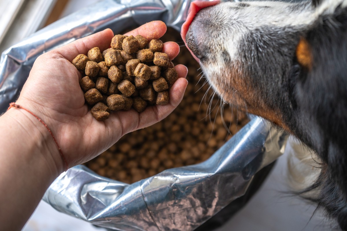 Feeding Your Pet For Transport