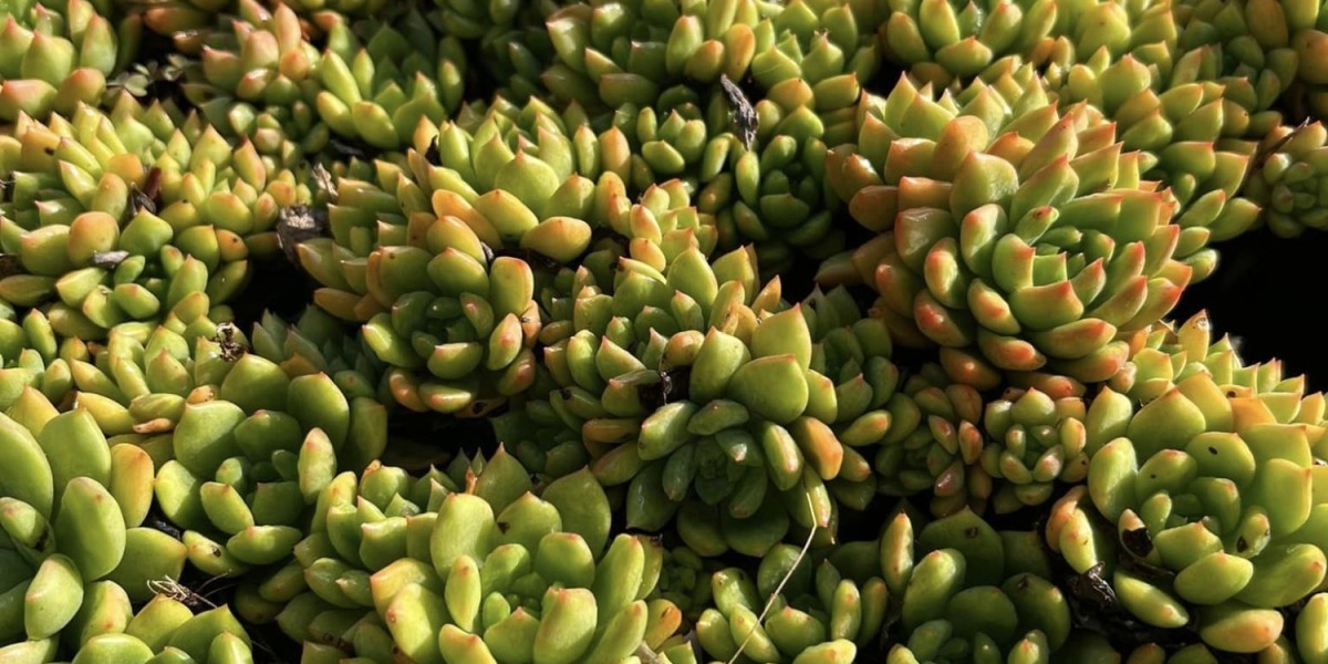 Succulents growing healthy and thriving at Roxy's Garden Delights