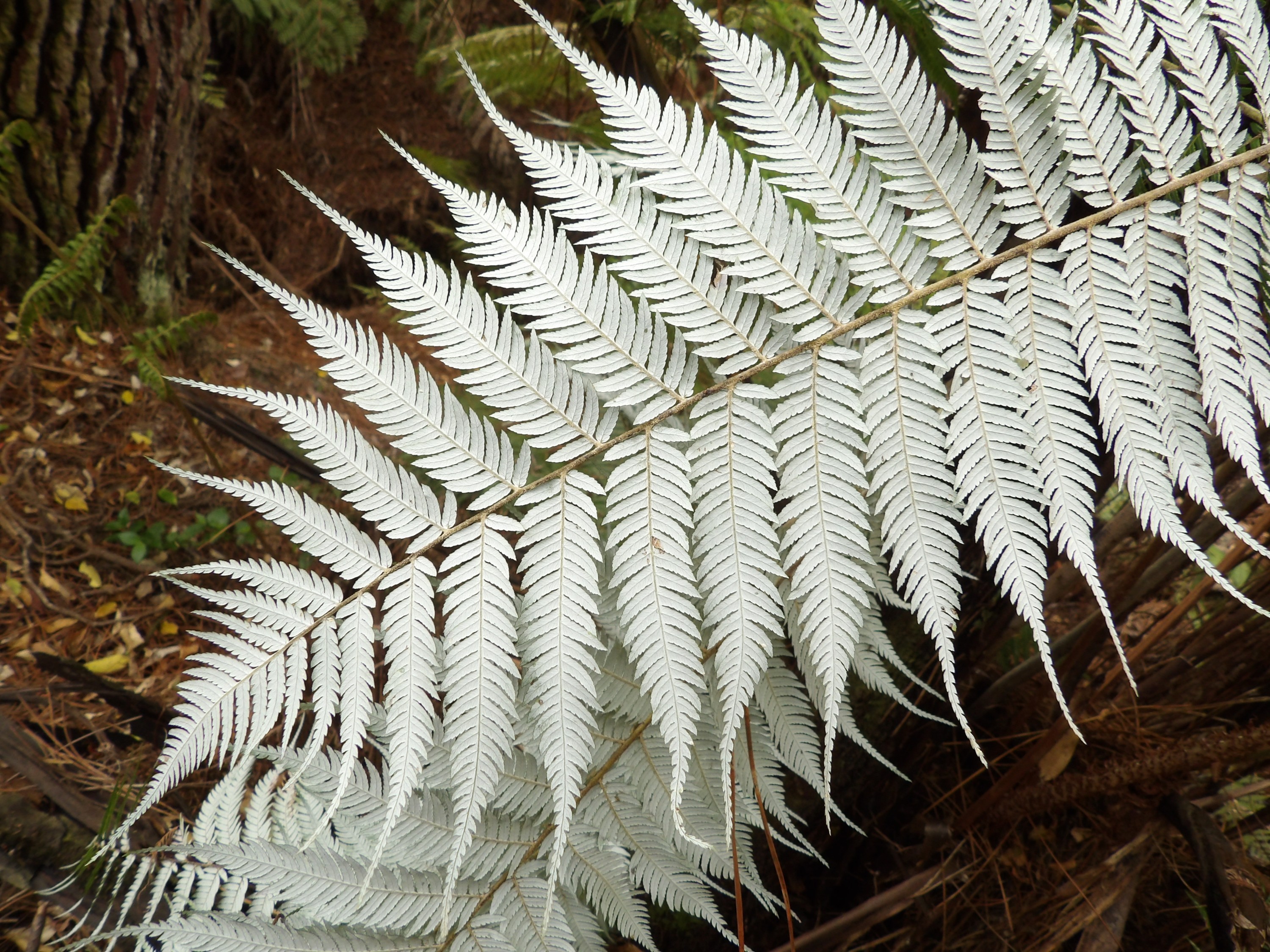 The Silver Fern: A Symbol of New Zealand's Identity The Silver Fern: A Symbol of New Zealand's Identity