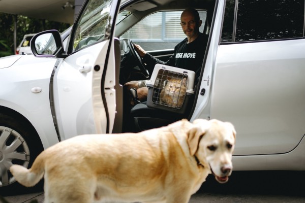 Where to adopt a cat or dog in Wellington