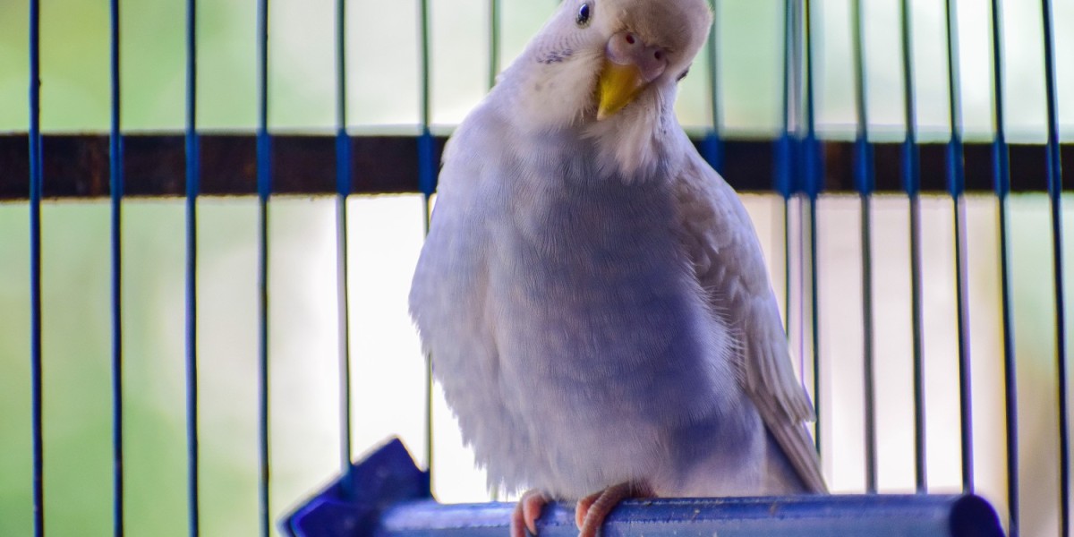 A bird inside its cage