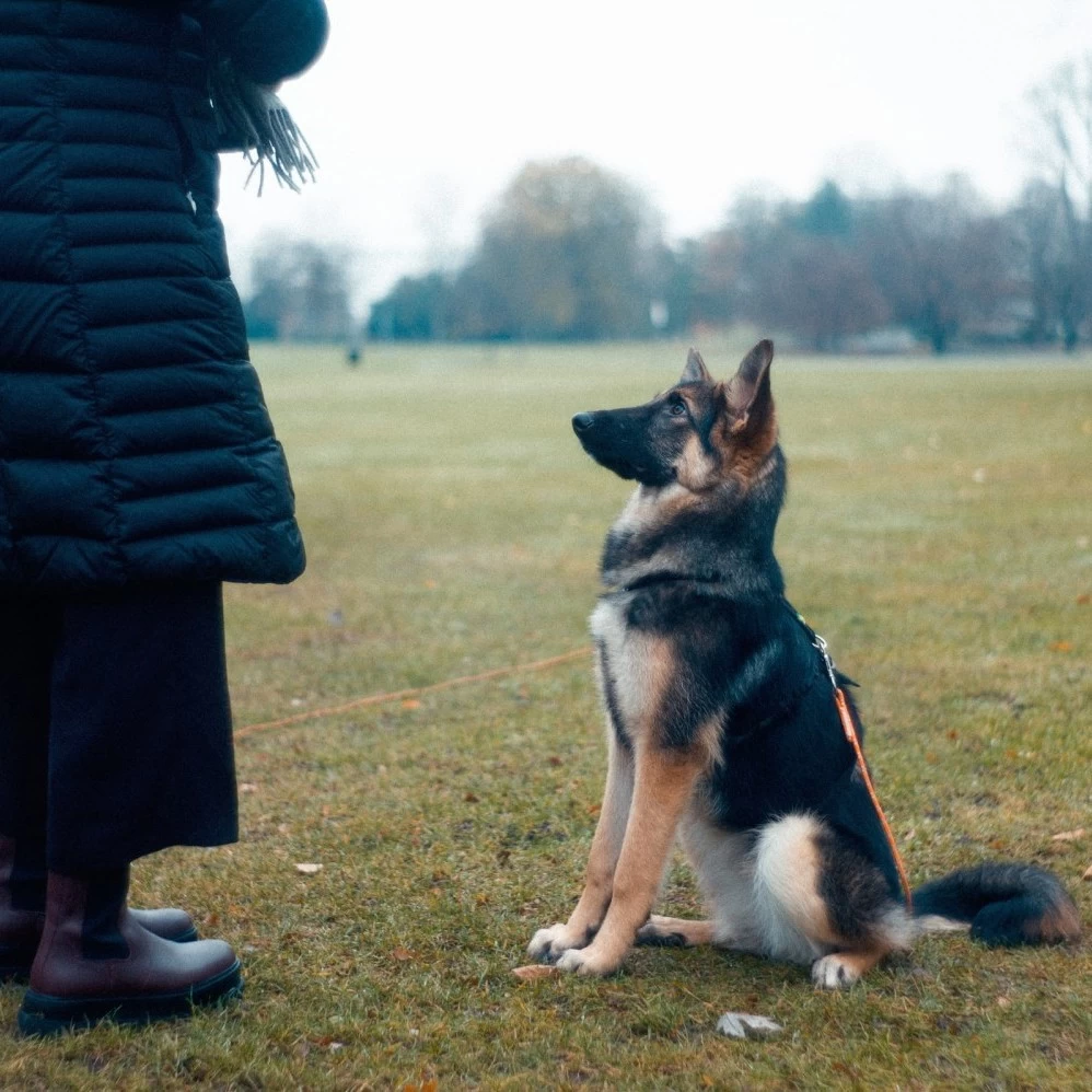 A dog looking up intently at a dog trainer, indicating the importance of extra training and care for a pet when acclimating to the new sights and smells of moving to a new home