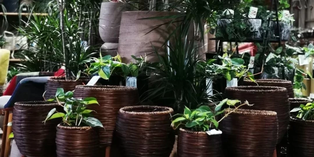 Indoor plants planted in nice big pots at Church Street Garden Central