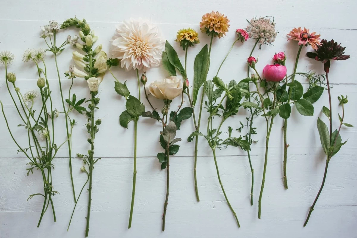 Freshely cut flowers spread on a table