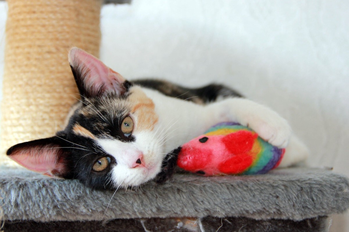 A cat lying on a car tree while hugging a toy