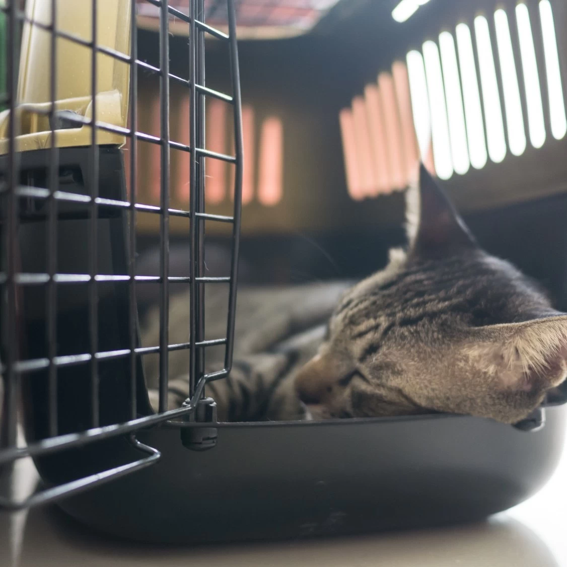 A gray cat sleeping comfortably in a pet carrier