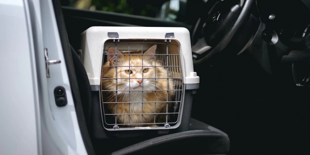 A cat in a closed carrier, as it is about to be transported