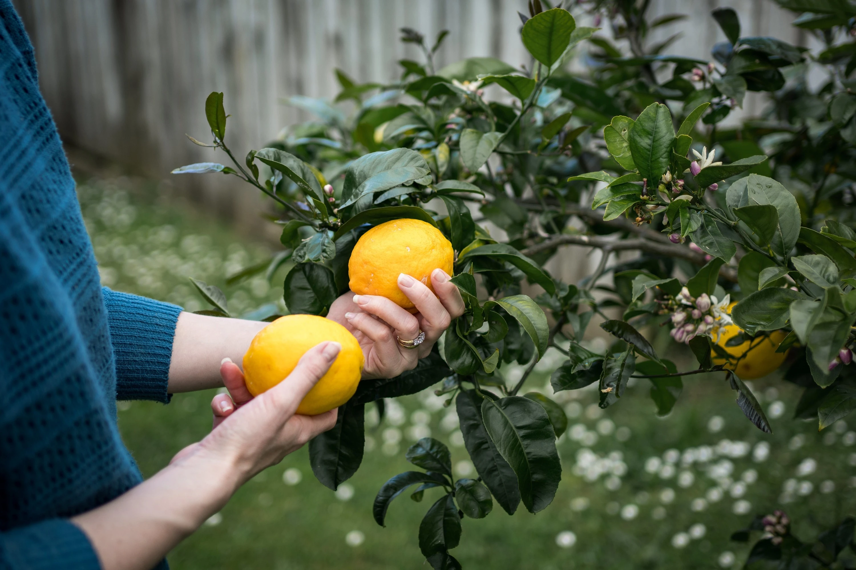How to plant fruit trees in your New Zealand backyard