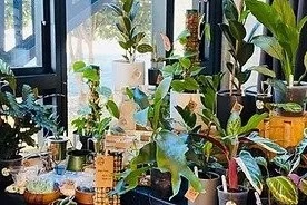 Different type of indoor plants being dispayed at The Foliage Studio