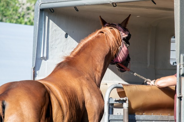 10 Tips for Transporting Livestock and Horses