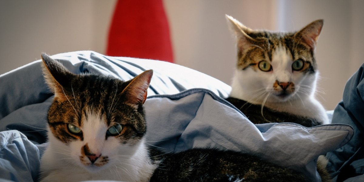 Two cats comfortably crouching on the bed