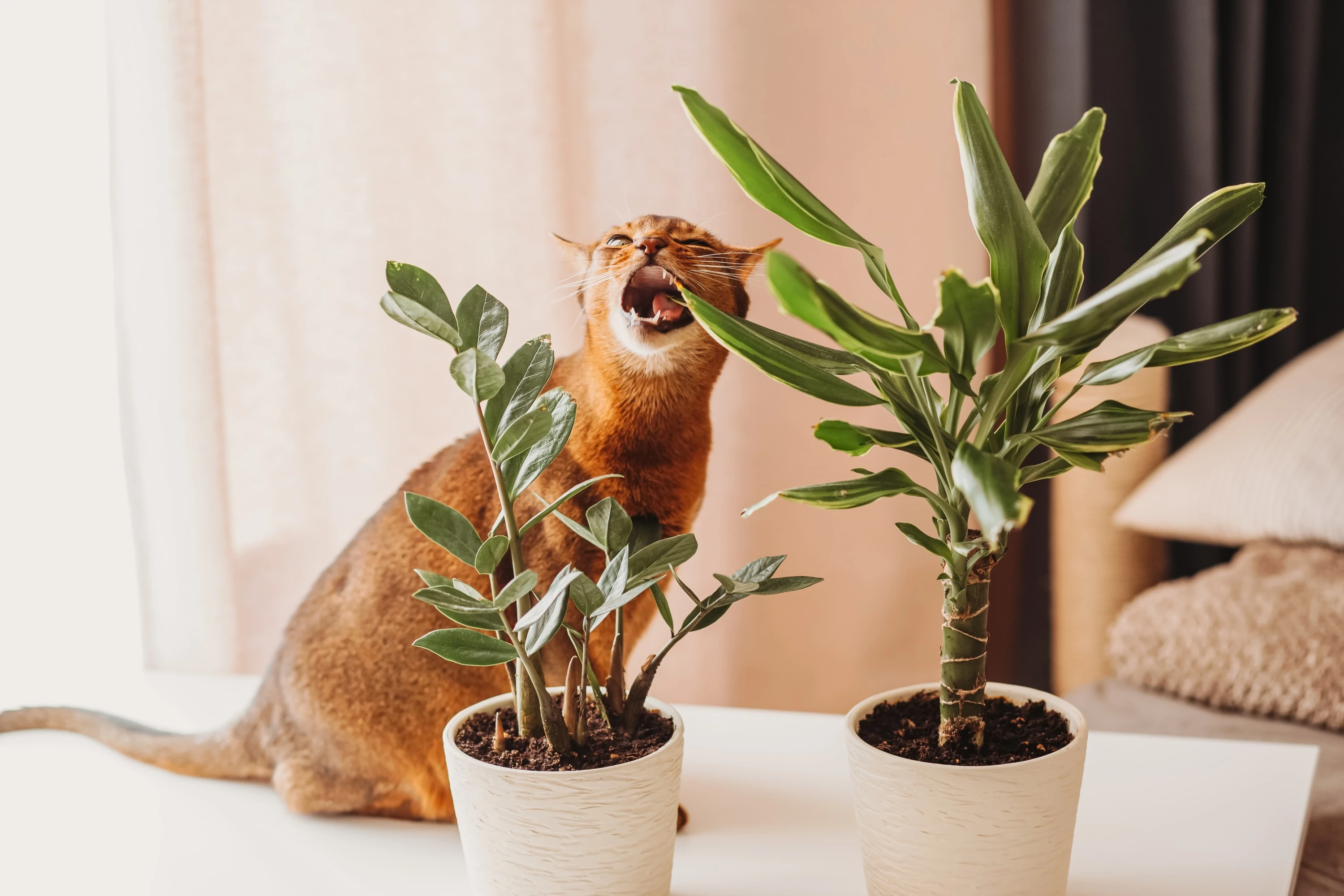 Pet-Proofing Your Home: Protect Your Cats & Dogs From These Toxic Houseplants