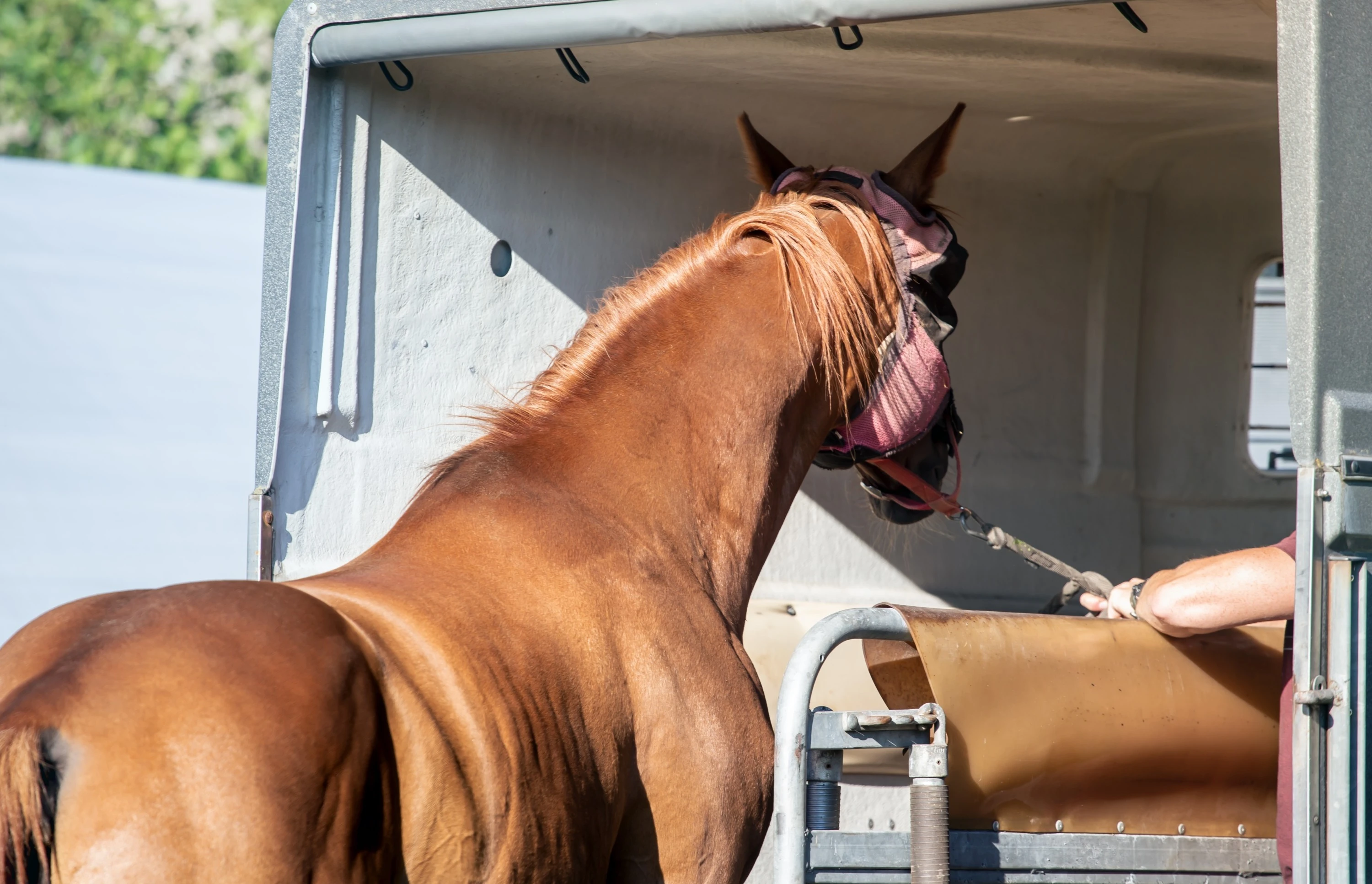 10 Tips for Transporting Livestock and Horses