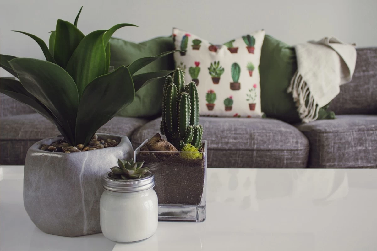 Indoor plants placed at a table top in a living room