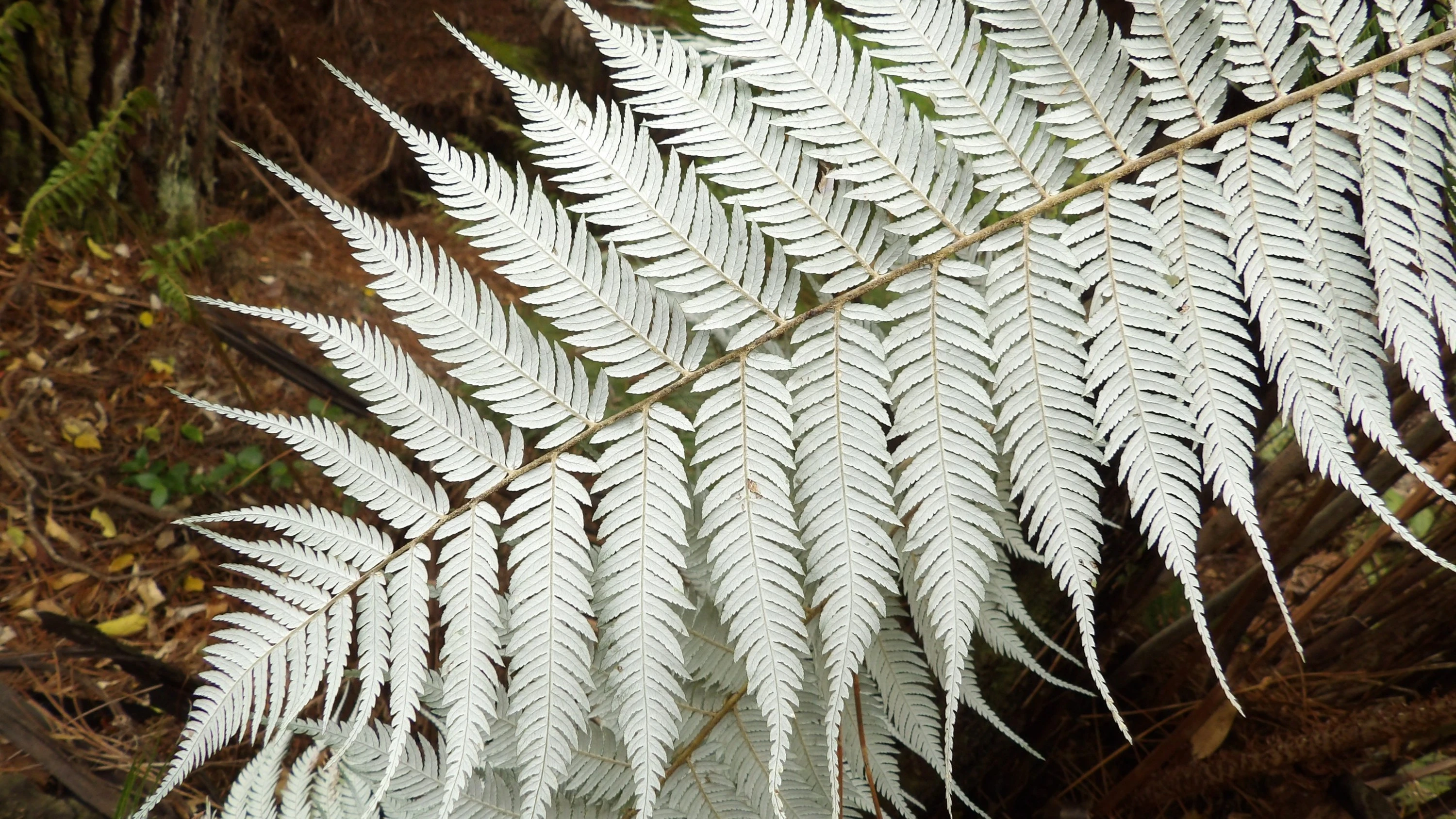 The Silver Fern: A Symbol of New Zealand's Identity