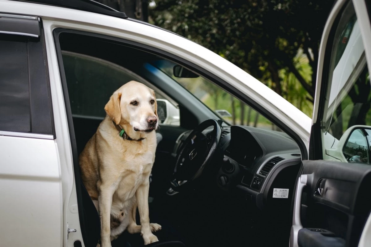A dog sitting at the front seat of a car