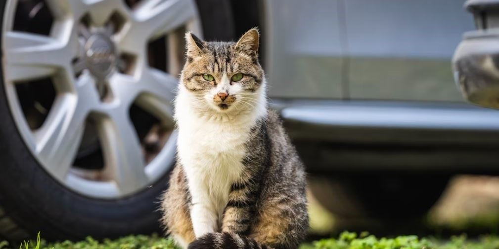 How to Make a Cat Comfortable in the Car