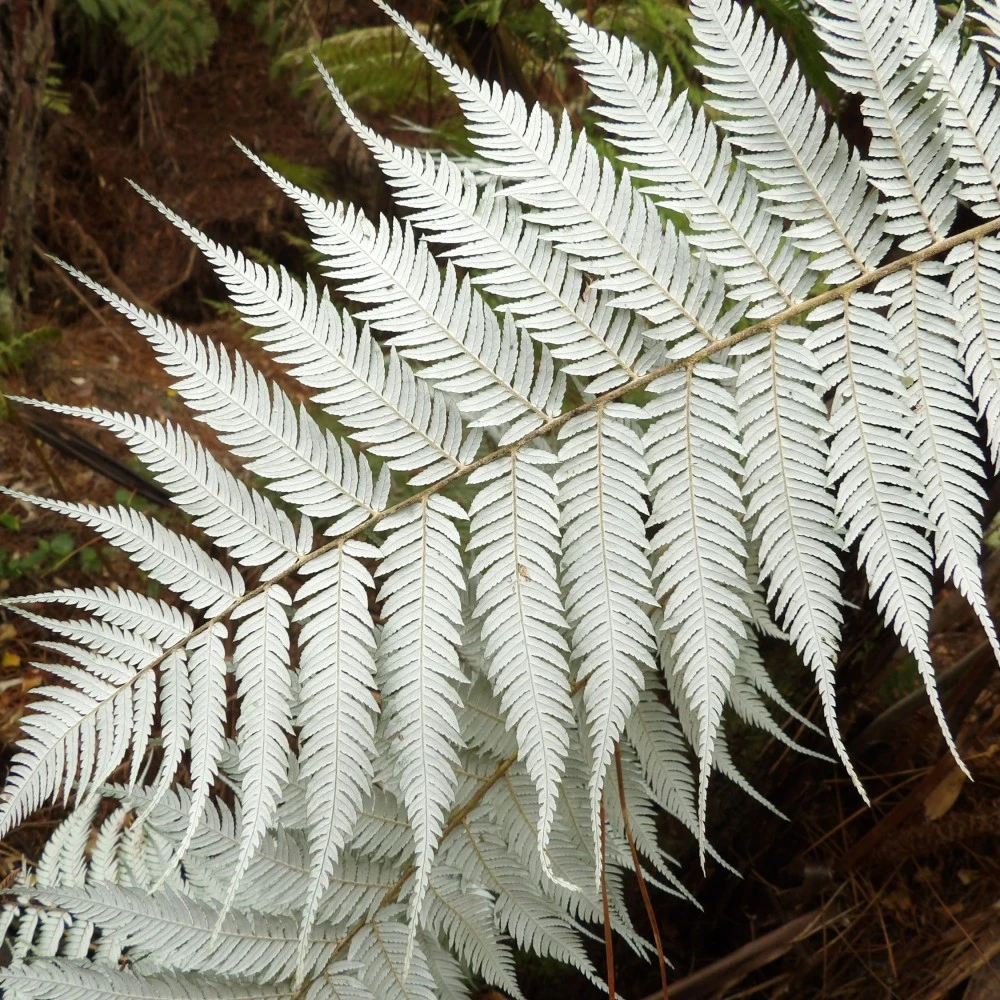 Our Whakataukī