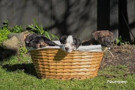 A puppy on a basket