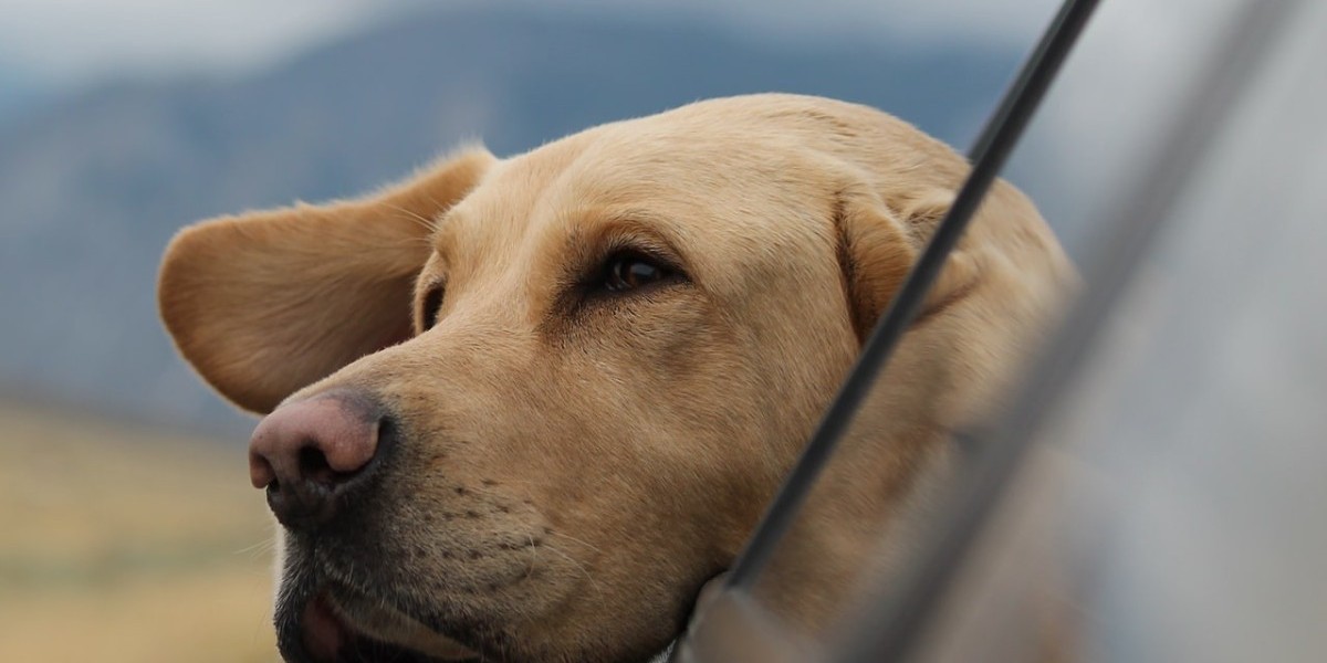 A warm and curious dog looks out of an open car window as it is travelling to its new home