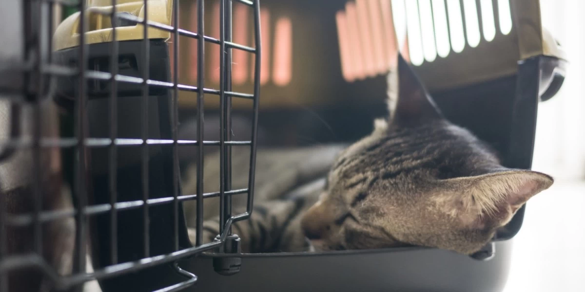 A cat sleeping inside a pet carrier, as its owner prepares for the transport