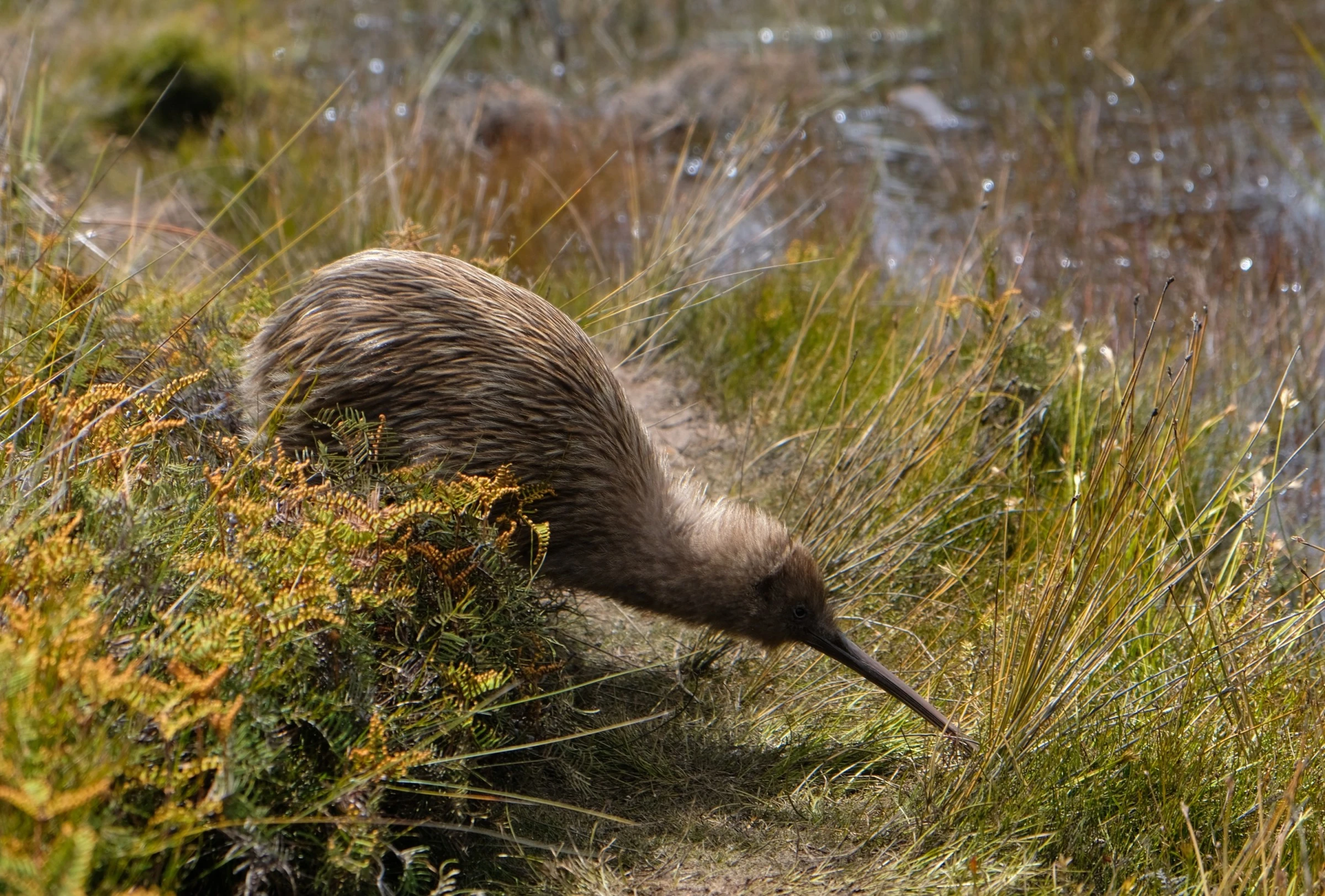 New Zealand wildlife: Where to see iconic animals in New Zealand