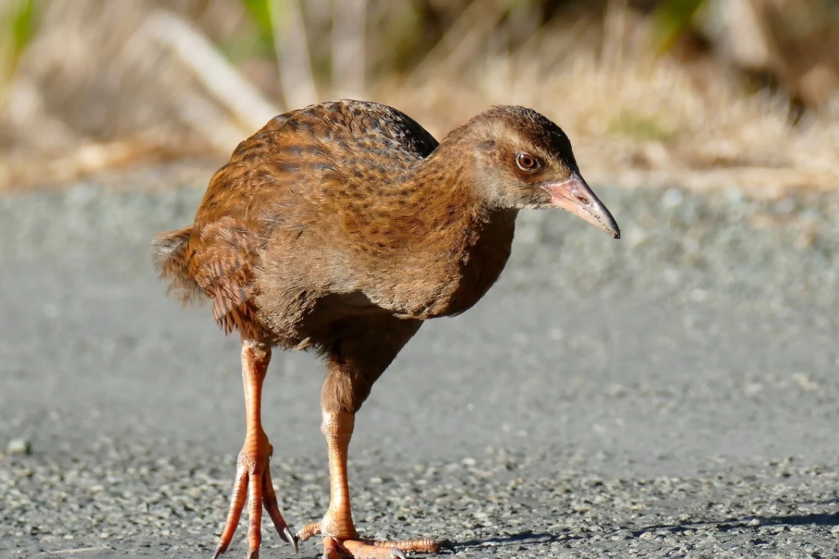 Weka bird in New Zealand