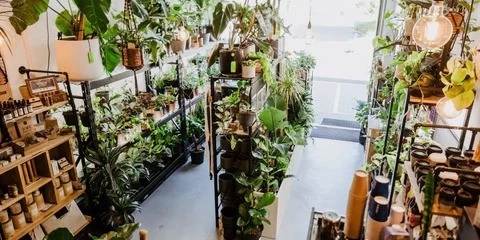 A display of a variety of indoor plants at The Plant Base