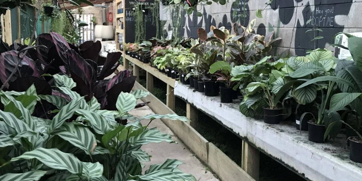Different type and colors of Calathea plants at Exotic Planters