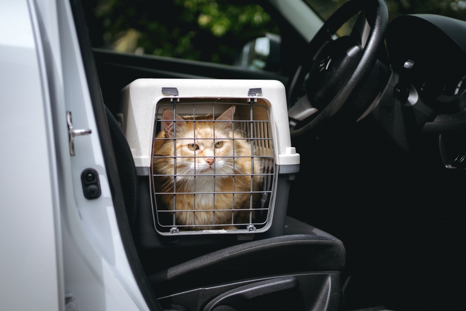 Where to adopt a cat or dog in Auckland Where to adopt a cat or dog in Auckland