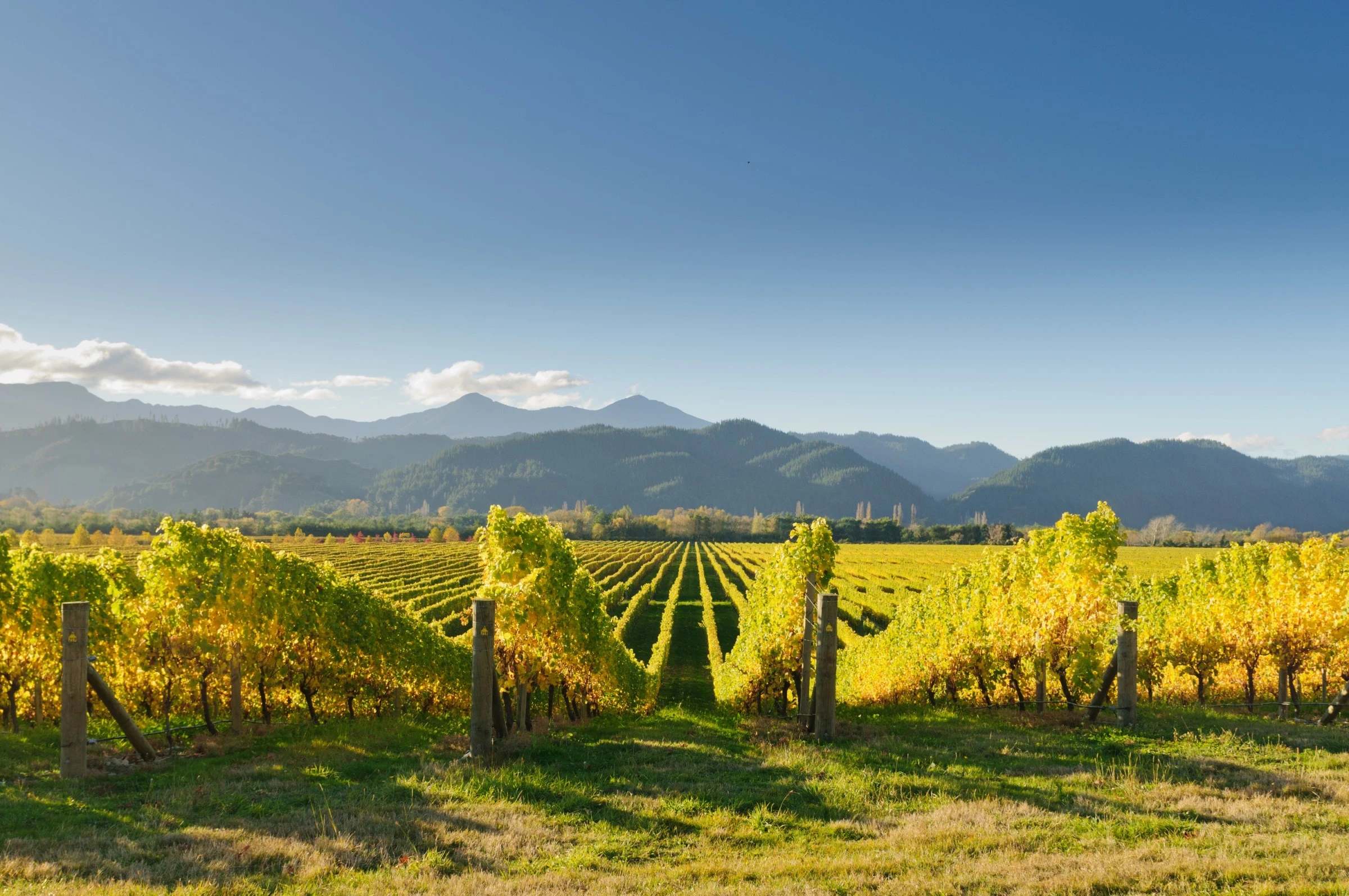Everything you need to know about New Zealand's wine industry