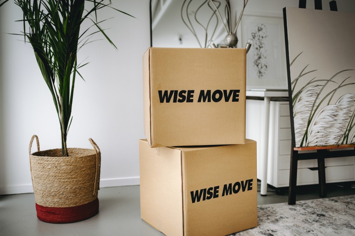 An indoor plant and beside it are two moving boxes