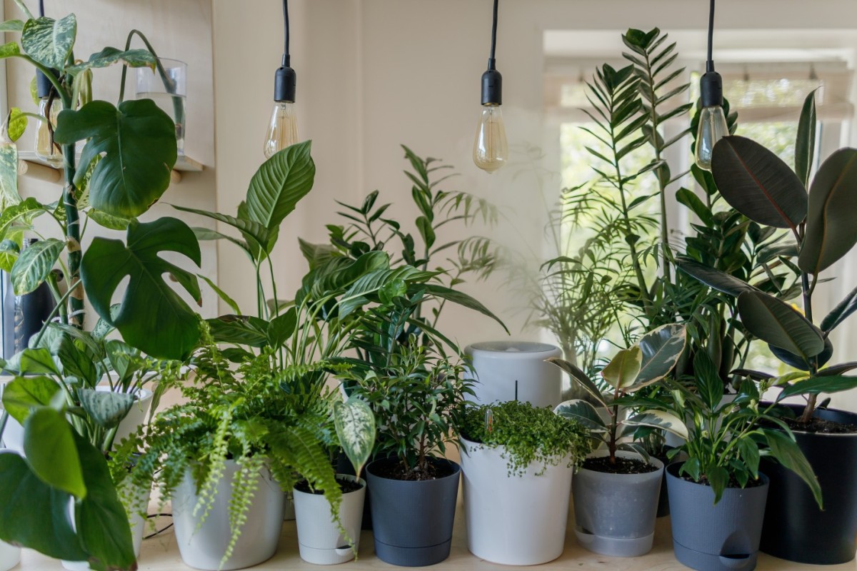 The best places to buy houseplants in Christchurch