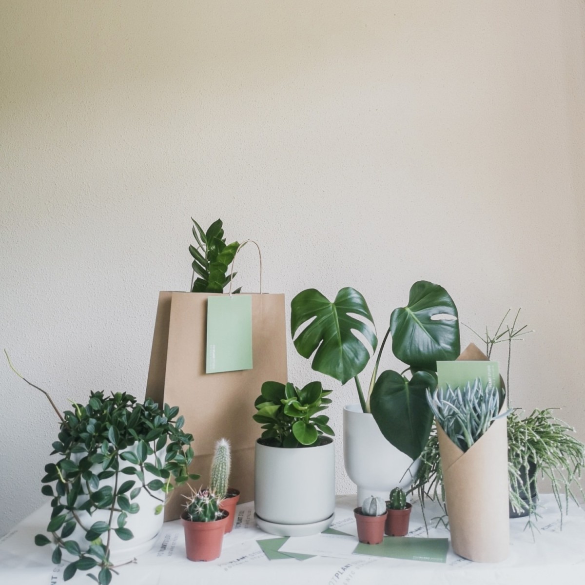 Different type of indoor plants sitting on top of a table, some are pack and ready for delivery at Pot Plant Studio