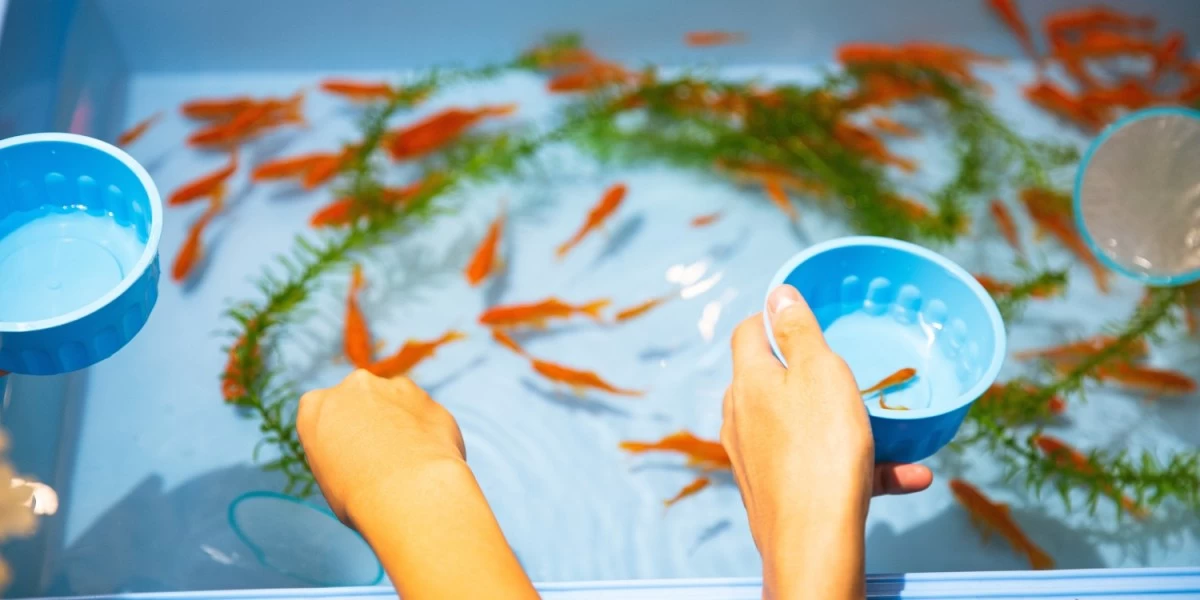 Gold fish being transfered from an aquarium to fish ball to prepare them for transport