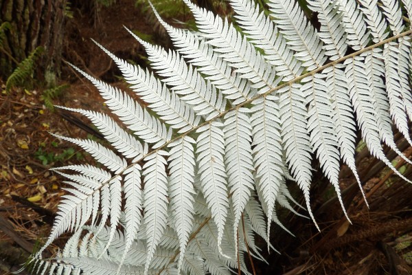 The Silver Fern: A Symbol of New Zealand's Identity