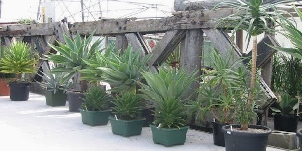 A different type of Agave plant at Coromandel Cacti