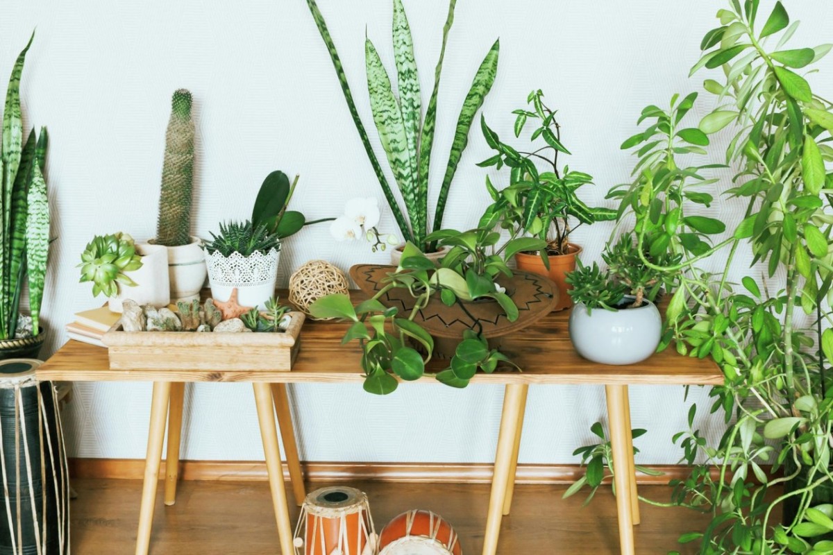 A lovely collection of indoor plants, with it's own unique pots