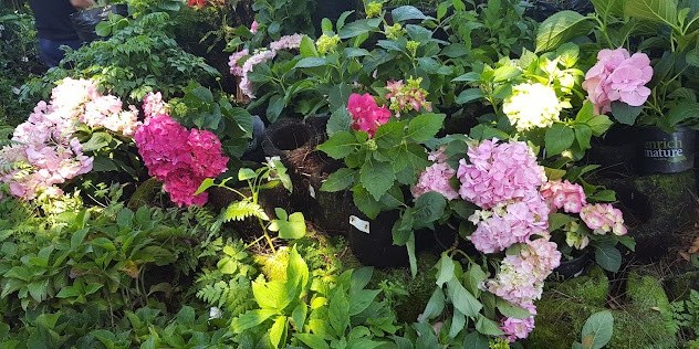Potted Hydrangea macrophylla at Roger Hunter&rsquo;s Garden Centre