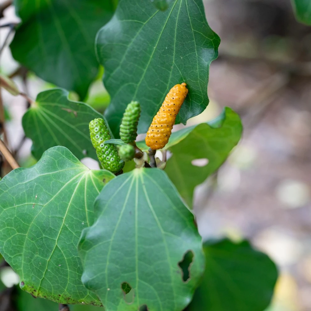 welche erde brauchen olivenbume Olivenbaum Erde 5 L