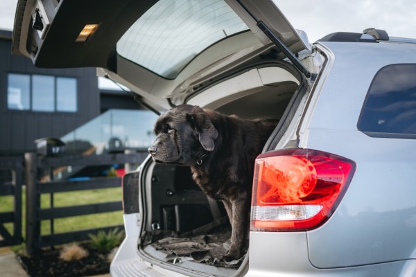 How to register your dog in New Zealand