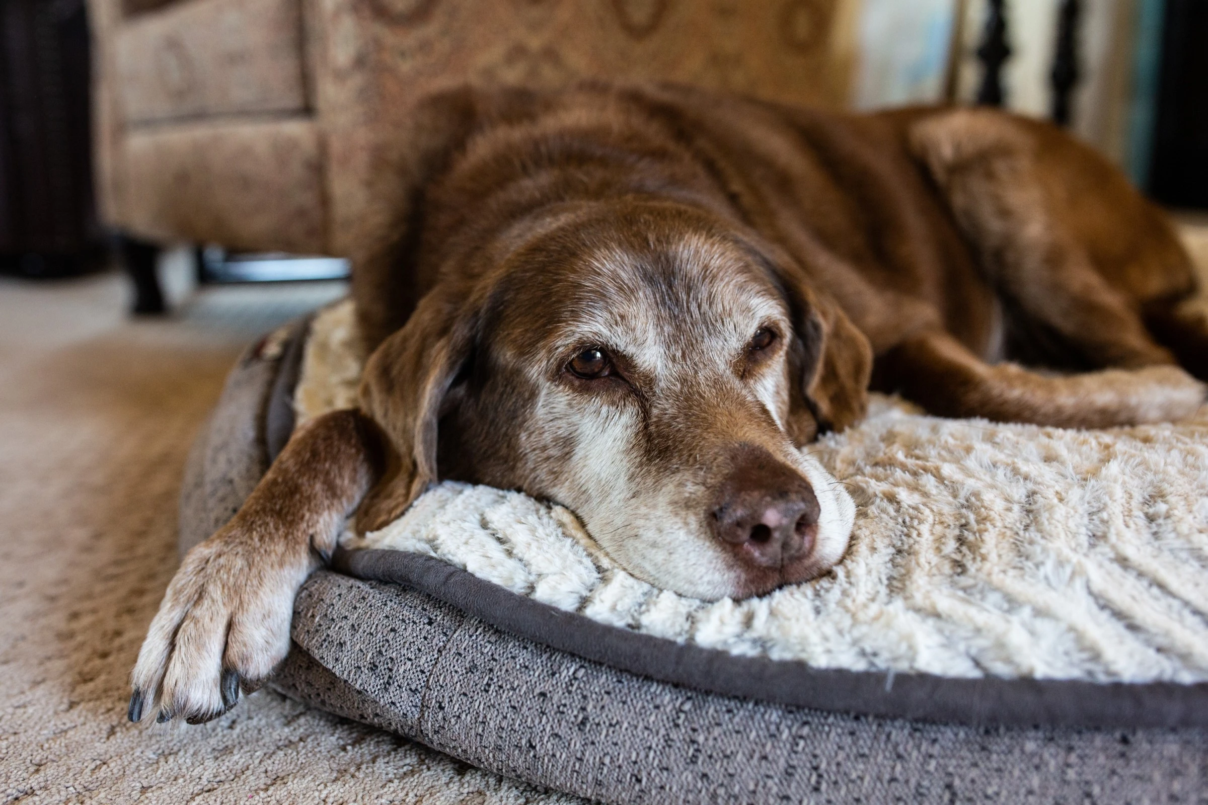 Travelling With an Older Dog