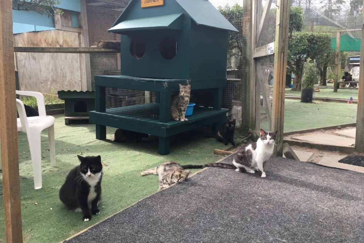 Cats of different breeds inside their enclosure