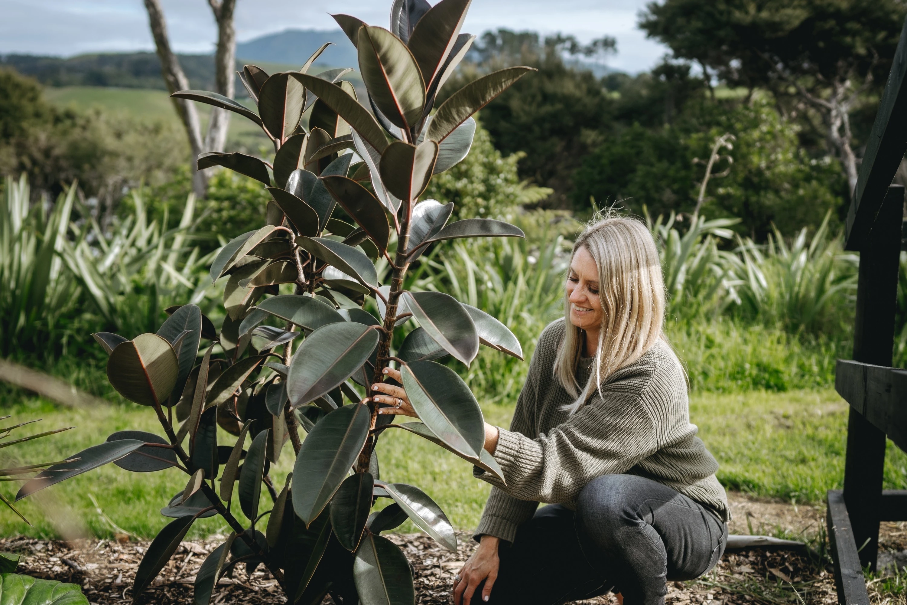 Native New Zealand trees to plant in every type of space