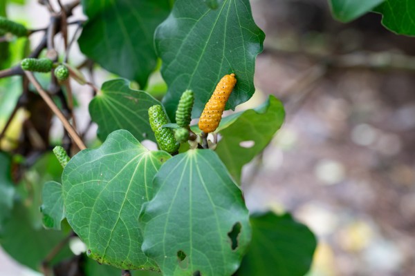 A guide to foraging for wild edibles in New Zealand
