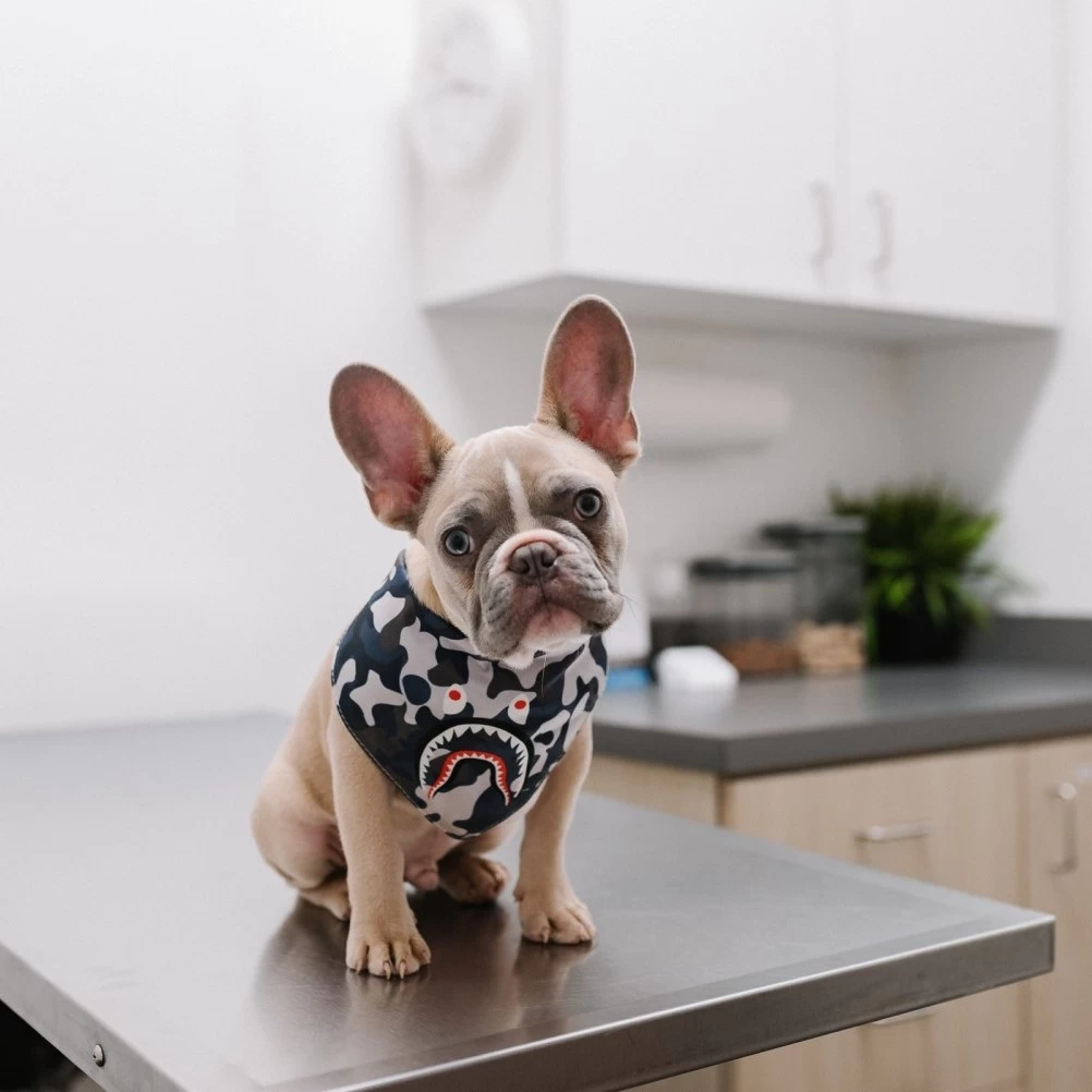 Alt: A french bulldog perched on the kitchen countertop as it is being prepared  for its transport