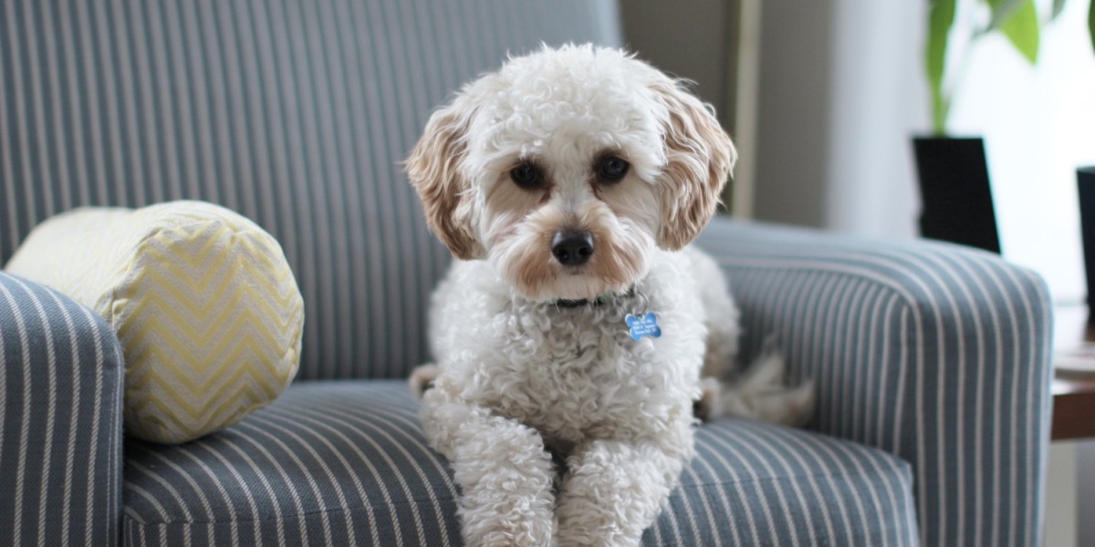 A dog sitting on a couch